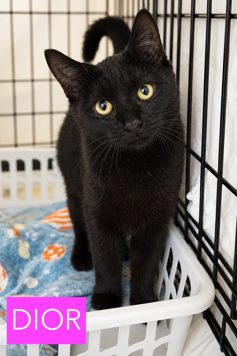 Dior, photo 2