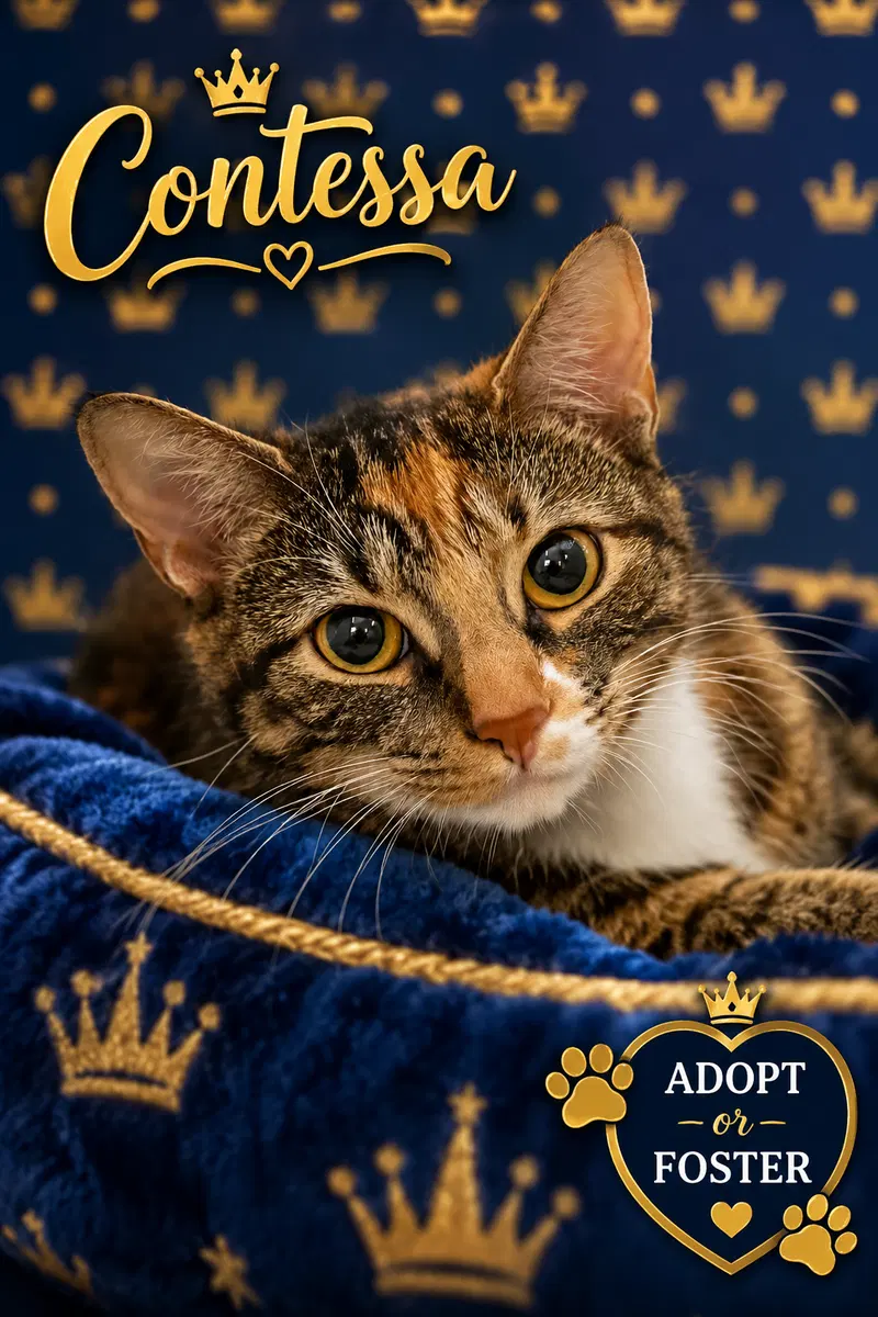 Contessa, an adult female Calico cat up for adoption
