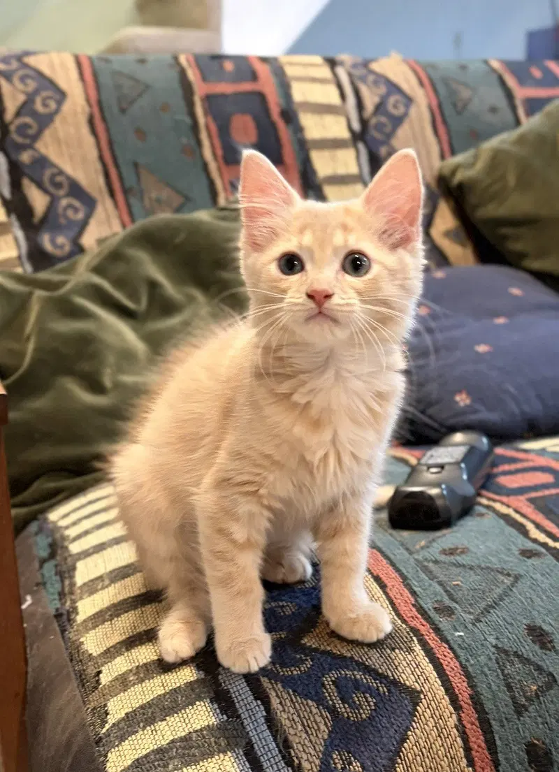 Florence , WG, a female kitten up for adoption