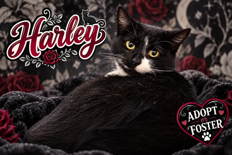 Harley, photo 4