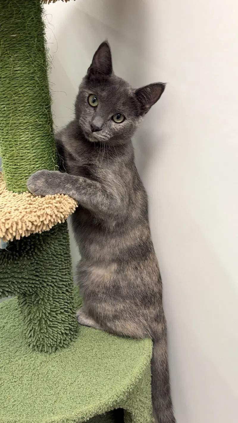Amethyst, a female Dilute Tortoiseshell kitten up for adoption