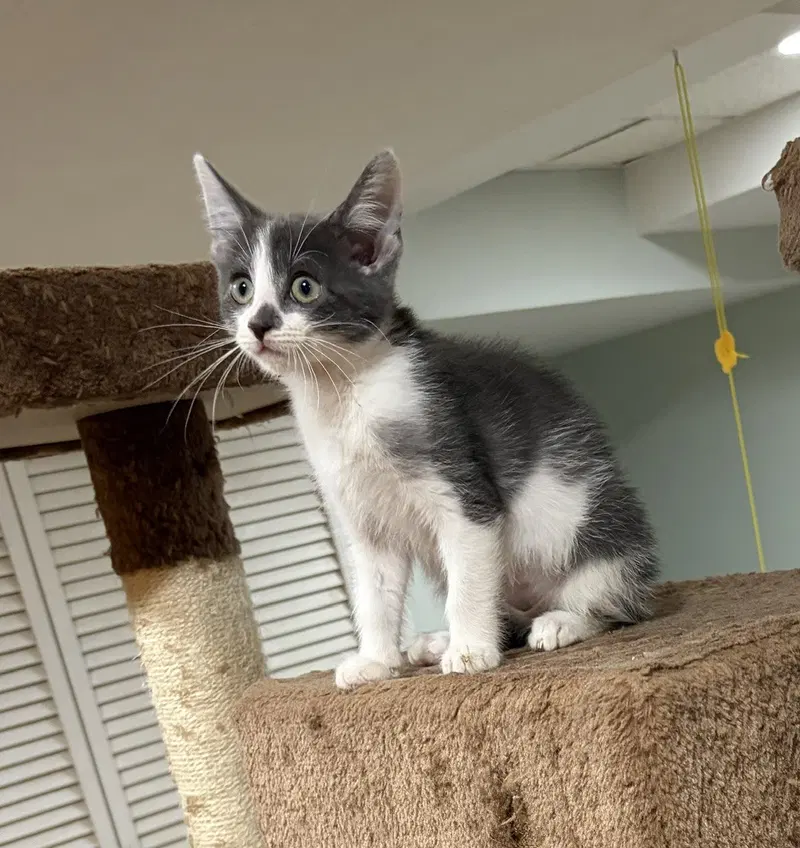 Bunny, Willow Grove Area,, a female kitten up for adoption