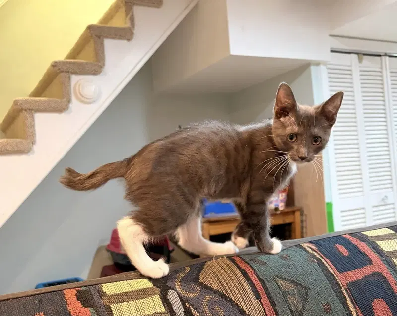 Sidney, a female kitten up for adoption