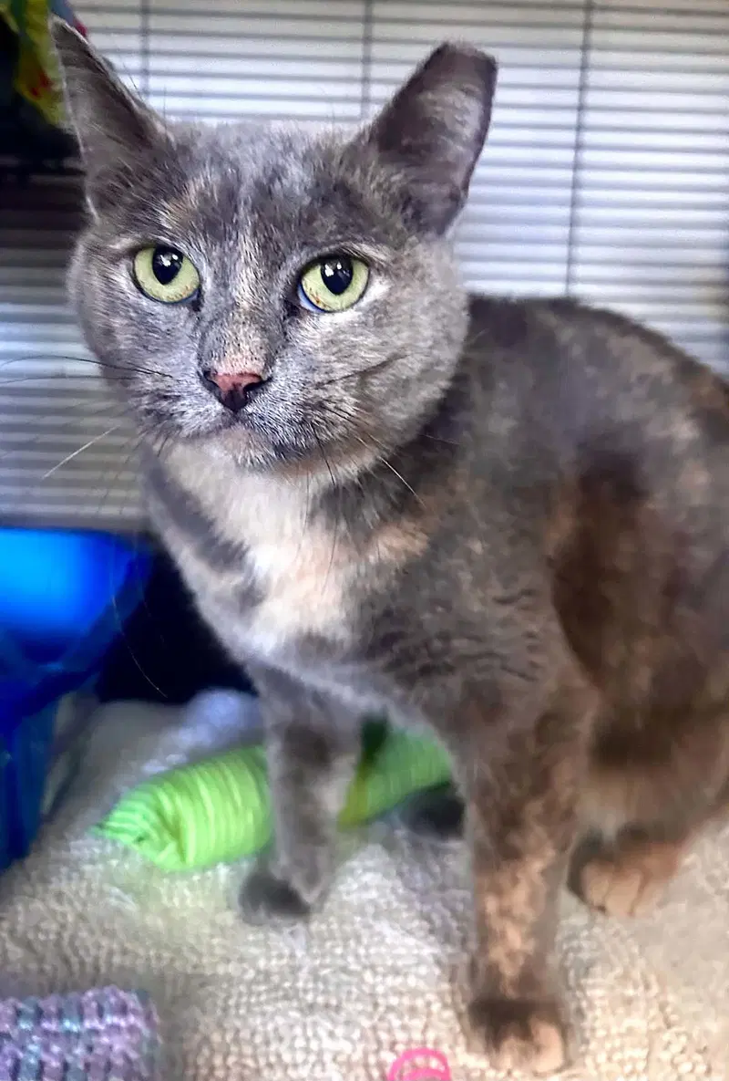 Abra, an adult female cat up for adoption