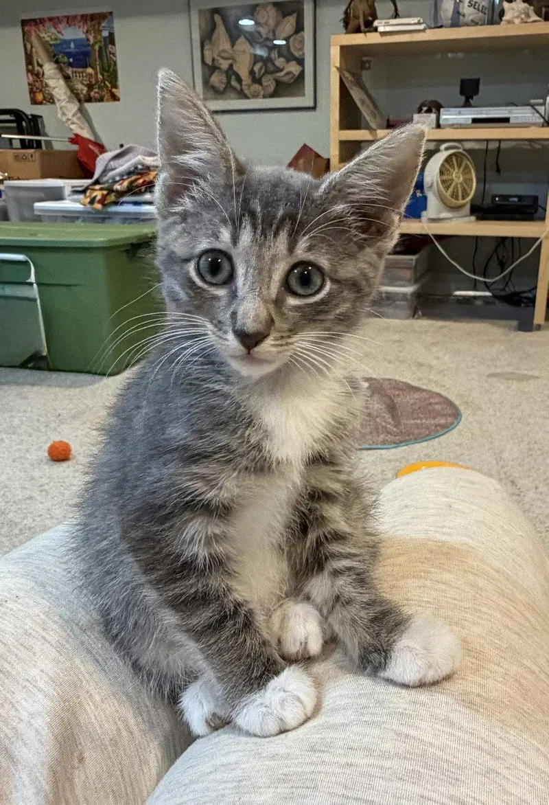 Paris , WG, a female kitten up for adoption