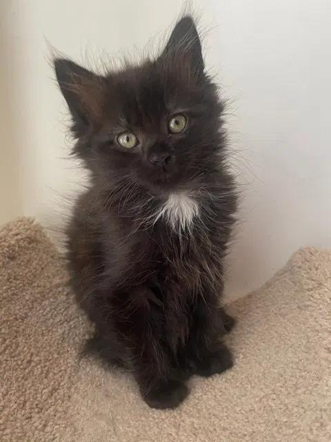 Mason, a male kitten up for adoption