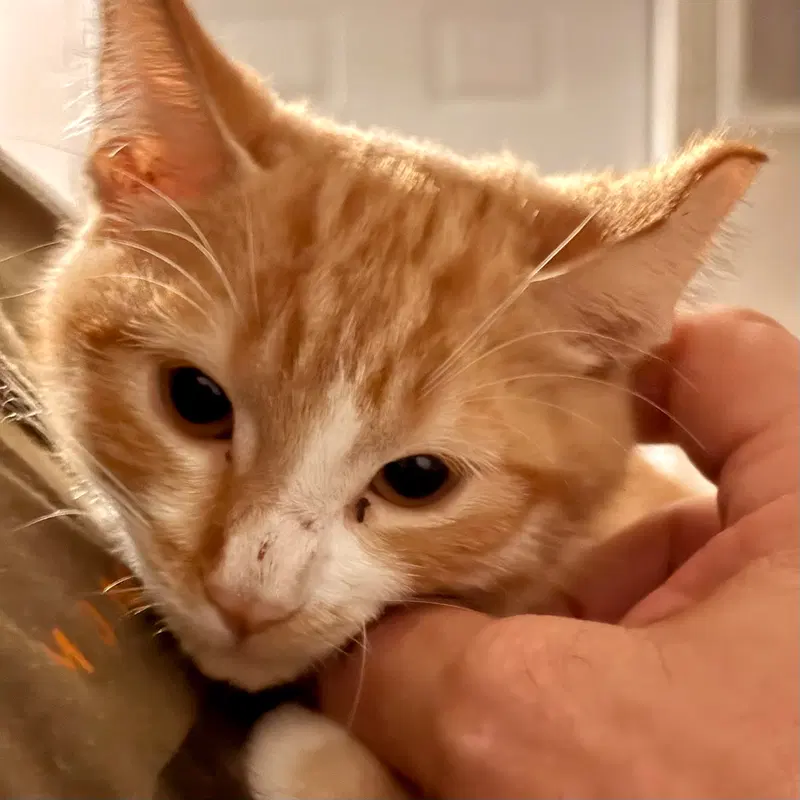 Echo, a young male cat up for adoption