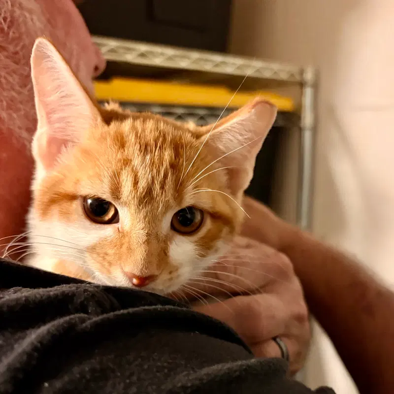 Romeo, a young male cat up for adoption