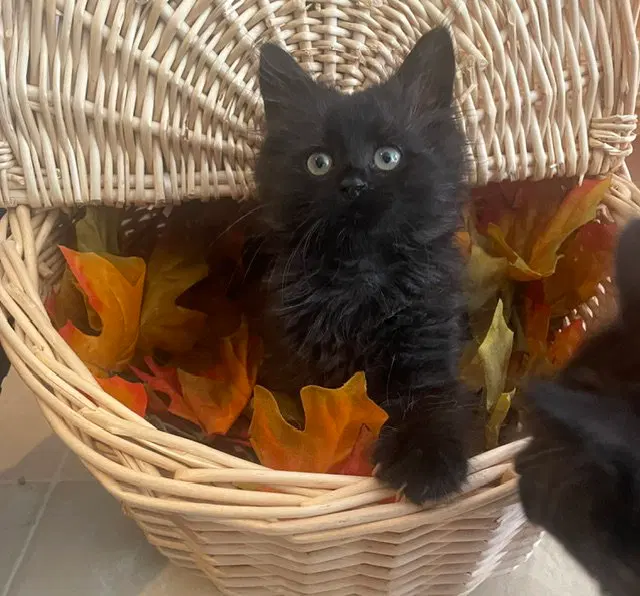 Lucca, a male kitten up for adoption