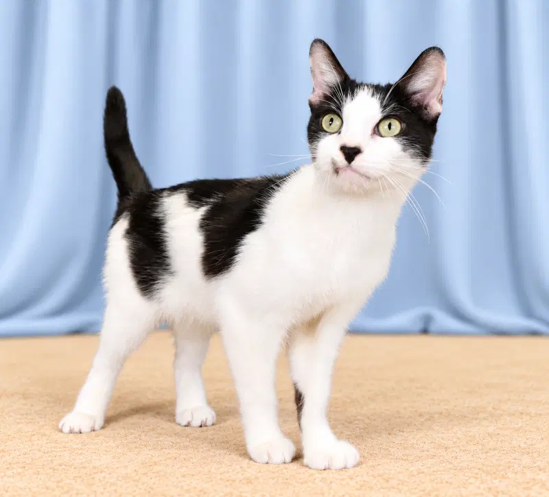 Detta, a senior female cat up for adoption