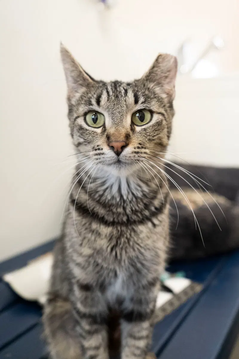 Jess, an adult female cat up for adoption