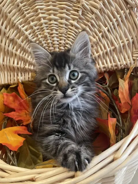 Thor, a male kitten up for adoption