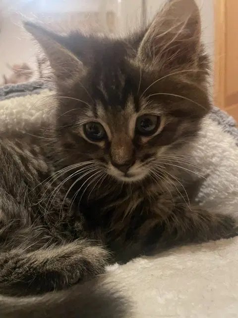 Thor, photo 2