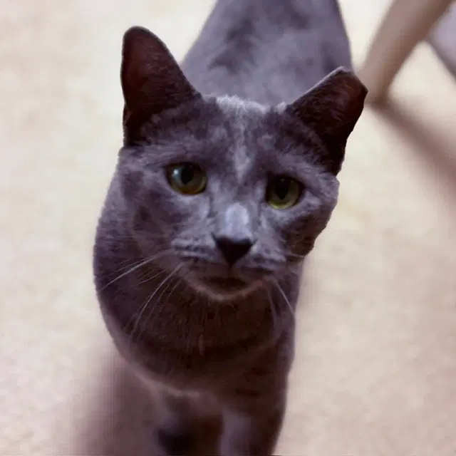 Jade, Willow Grove Area,, a female kitten up for adoption