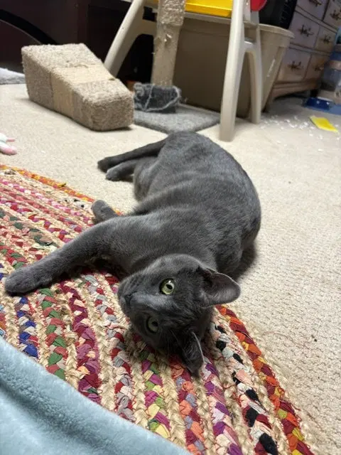 Jade, Willow Grove Area,, photo 3