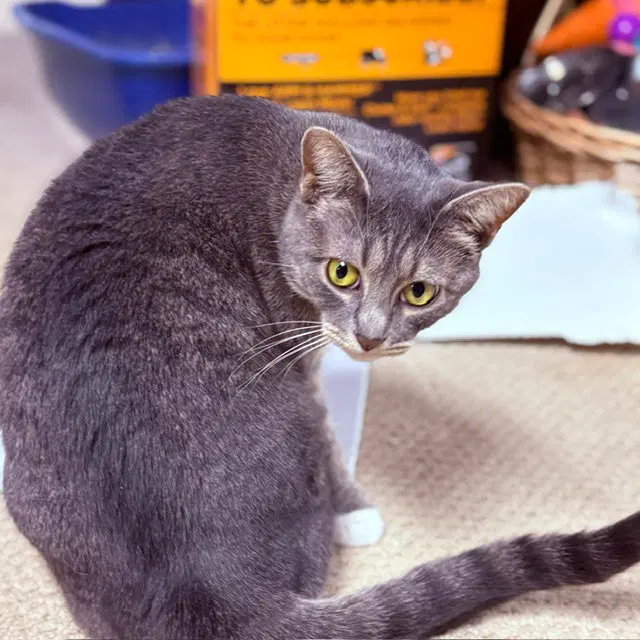 Blueberry, Willow Grove Area,, photo 3