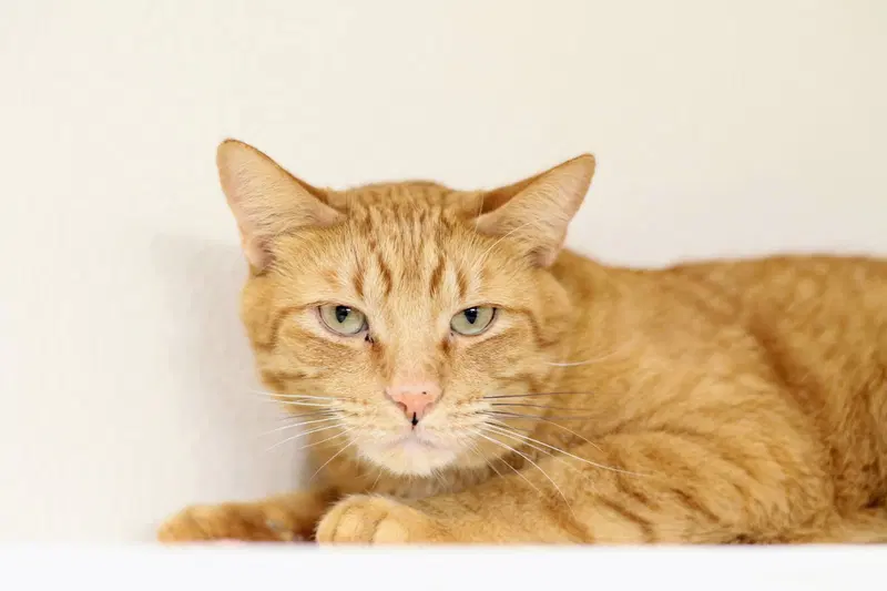 Ducky, an adult male cat up for adoption