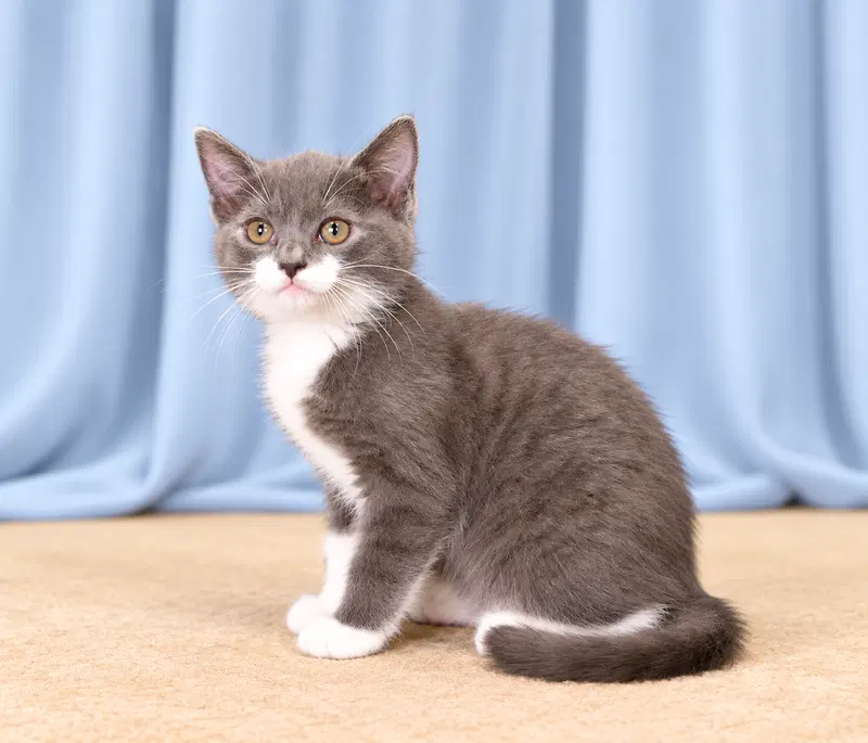 Sox, a female kitten up for adoption
