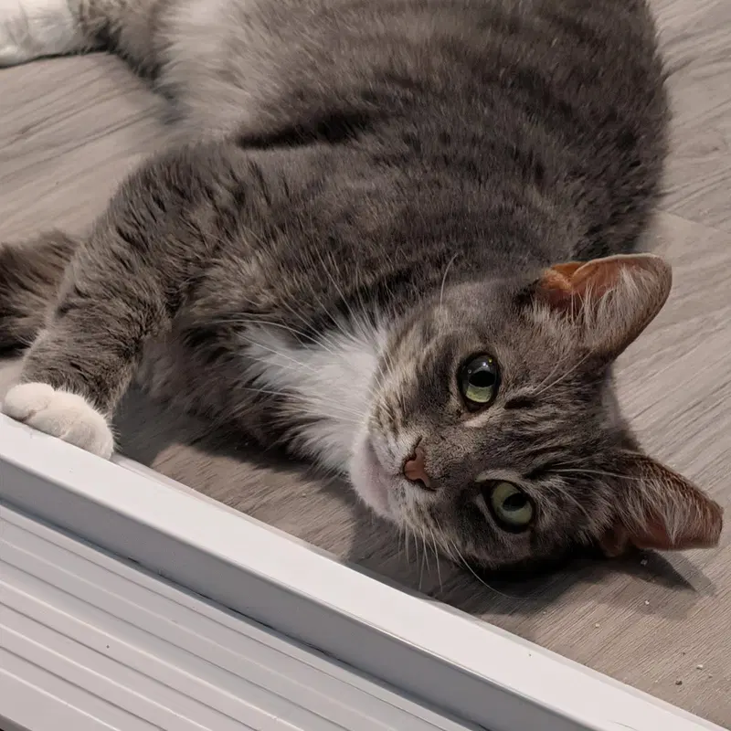 Flemeth, a senior female Tabby cat up for adoption