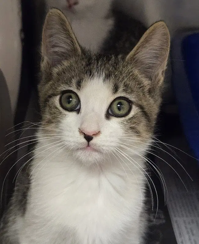Wren, a young female cat up for adoption