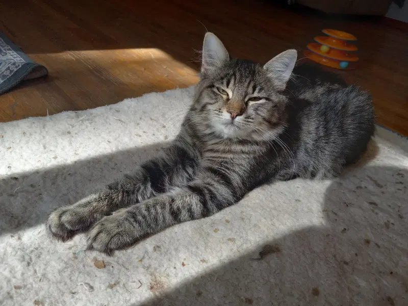 Pepper LG, a young female cat up for adoption