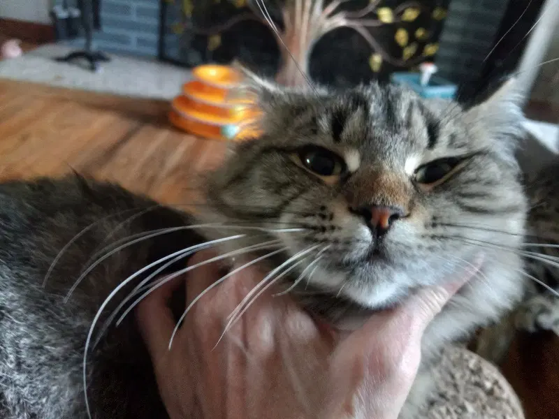 Pepper LG, photo 2