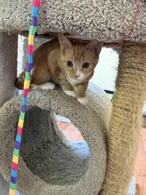 Maple, photo 4