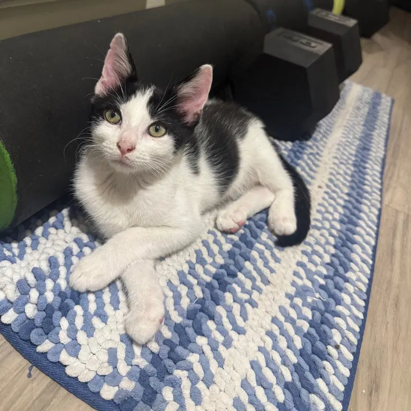 Pikante, a male kitten up for adoption