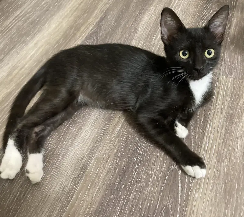 Bean Moongleam, a male kitten up for adoption