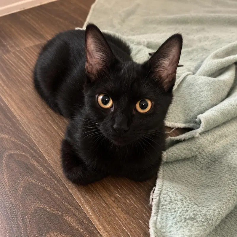Midnight Moongleam, a female kitten up for adoption