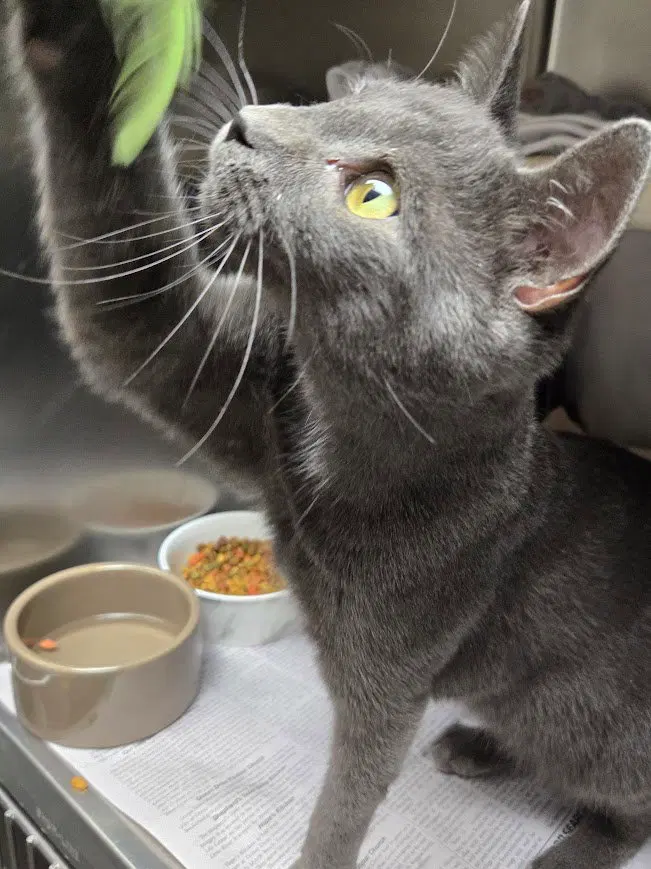 Flint, a young male cat up for adoption