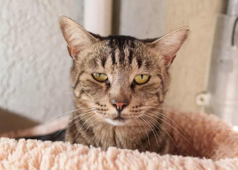 Triscuit, an adult male cat up for adoption