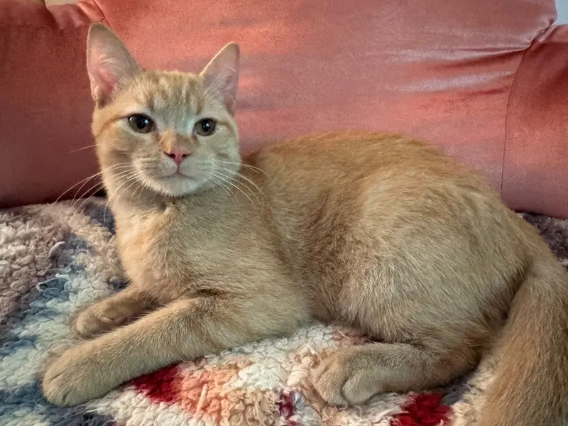 Acorn, a male kitten up for adoption