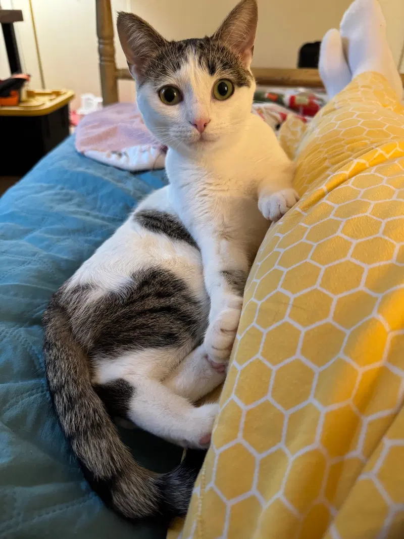 Destiny, a young female cat up for adoption