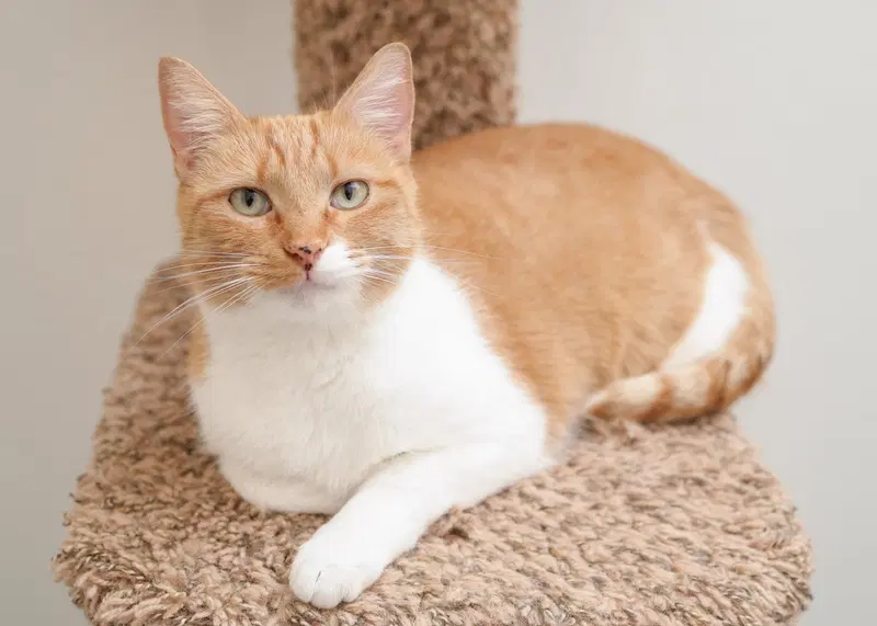 Linsey, an adult female cat up for adoption