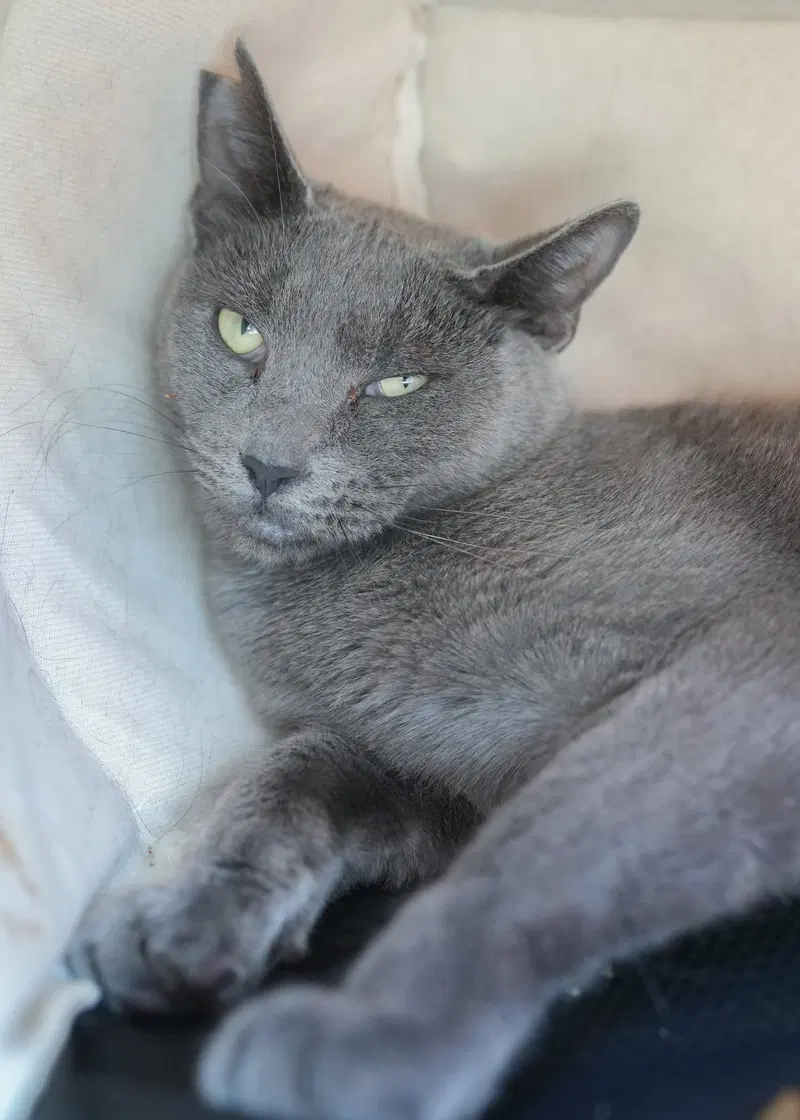 Macaroon, an adult male cat up for adoption