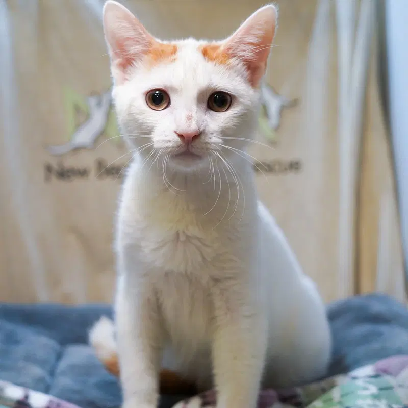 Palmer, a male Tabby kitten up for adoption