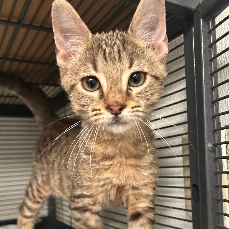 Comet, a male kitten up for adoption