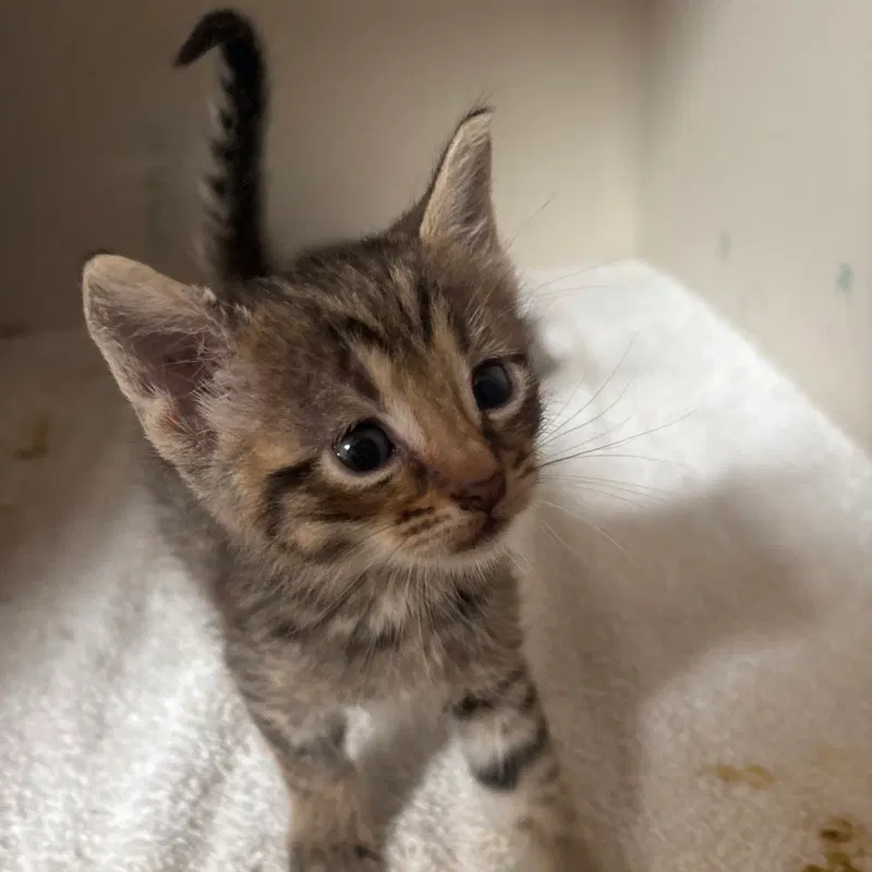 Comet, photo 2