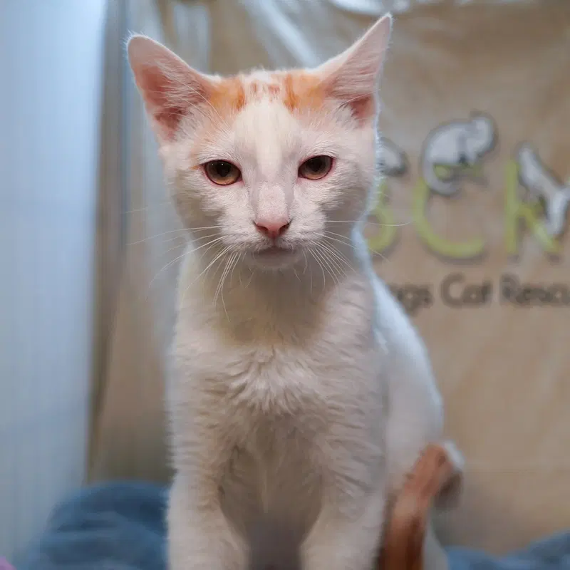 Presley, a male Tabby kitten up for adoption
