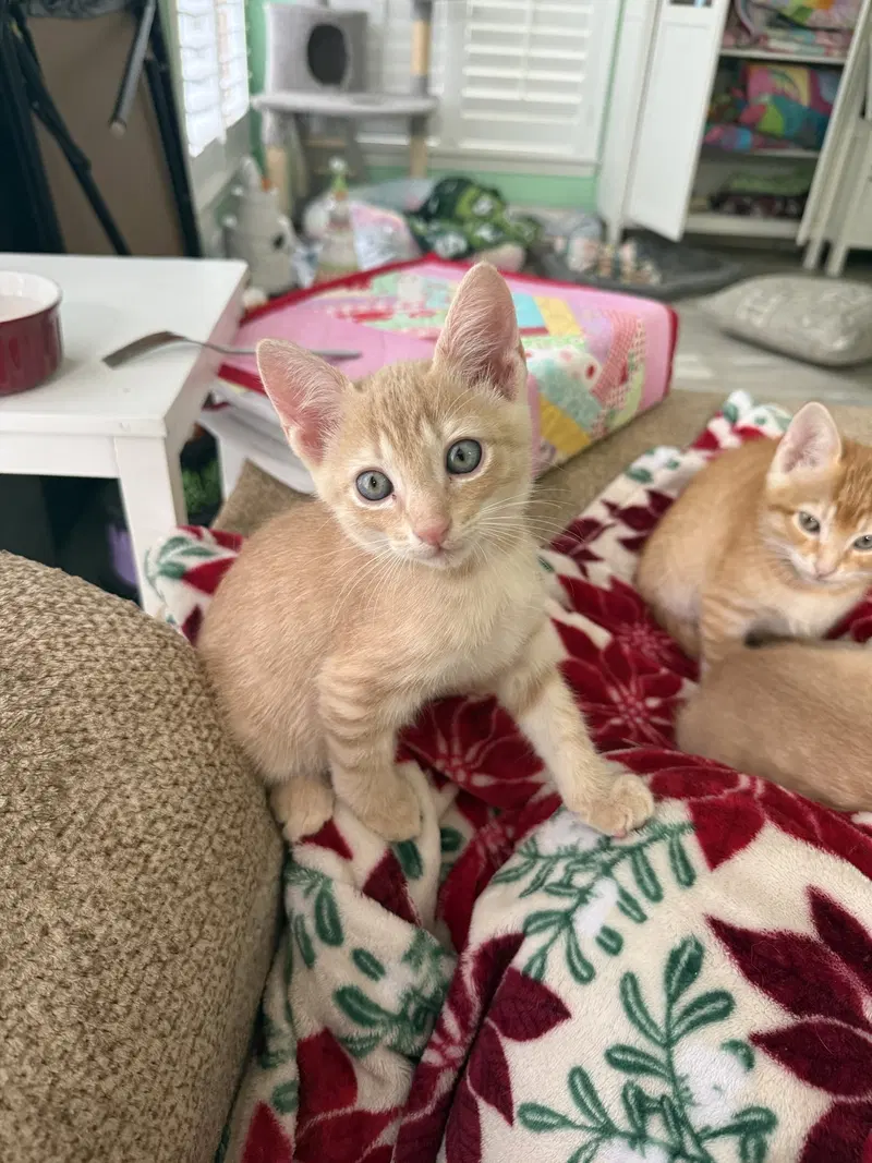 Starburst, a male kitten up for adoption