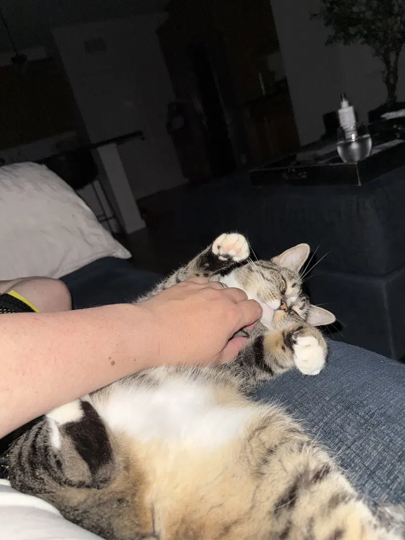 Phoebe, an adult female cat up for adoption