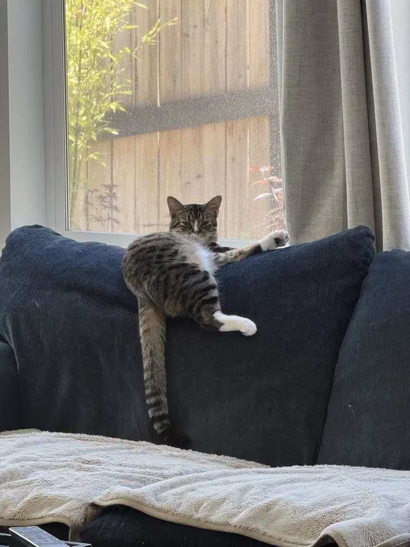 Phoebe, photo 3