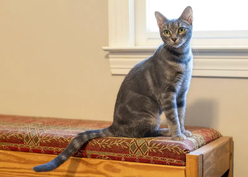 Elara, a young female Tabby cat up for adoption