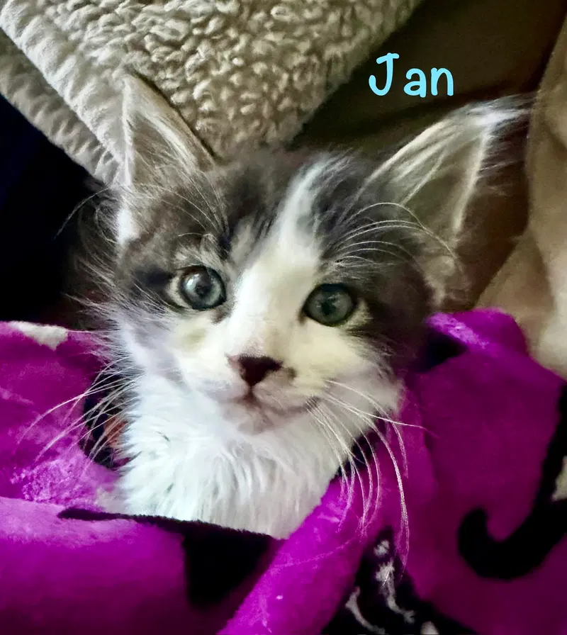 Jan, a male kitten up for adoption