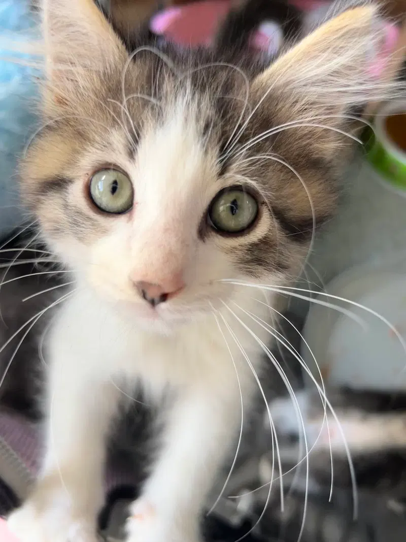 Dracula, a young male cat up for adoption