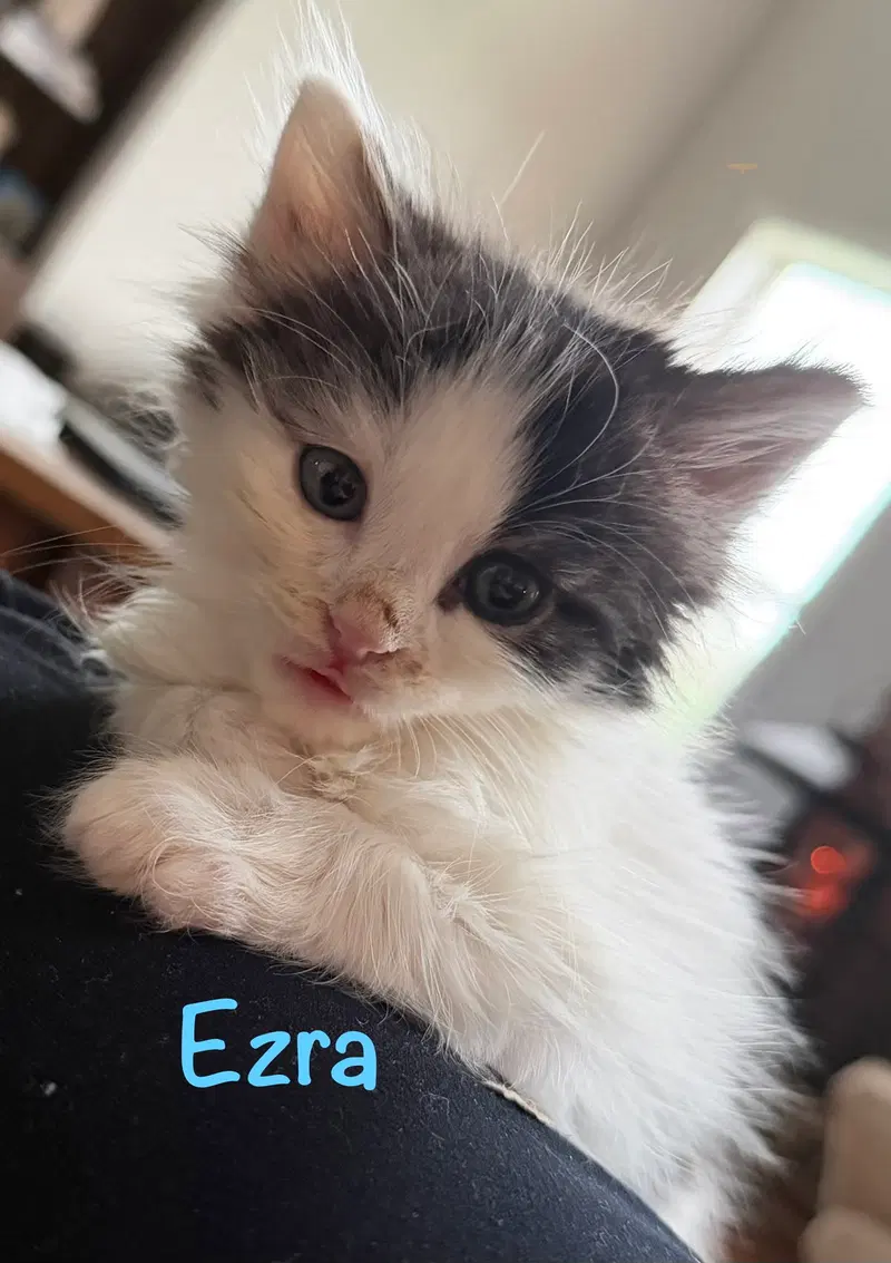 Ezra, a male kitten up for adoption