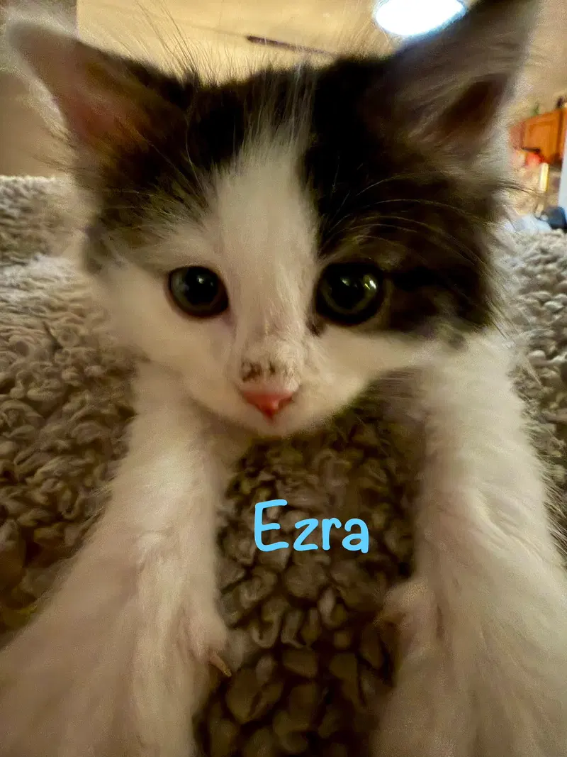 Ezra, photo 2