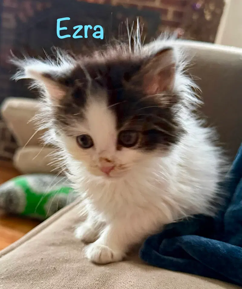 Ezra, photo 3