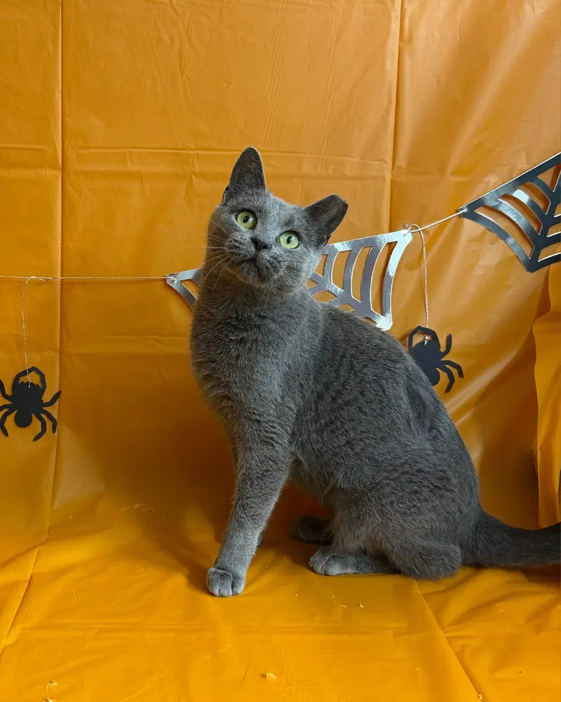 Bachelorette, an adult female cat up for adoption